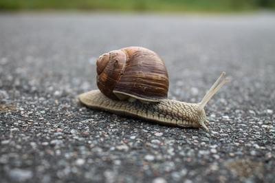 ERP project delay - snail