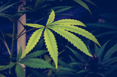 erp-cannabusiness